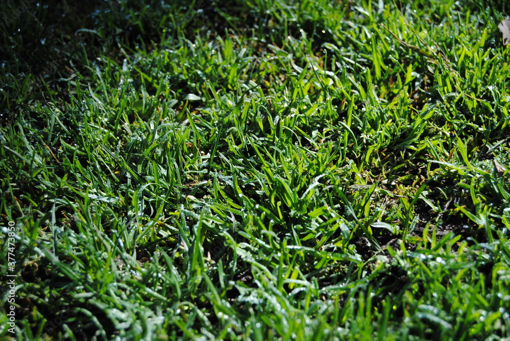 The green grass background and with the dried leaves in the park in the Blue Mountains national parks in Australia The green grass background and with the dried leaves in the park in the Blue Mountains national parks in Australia