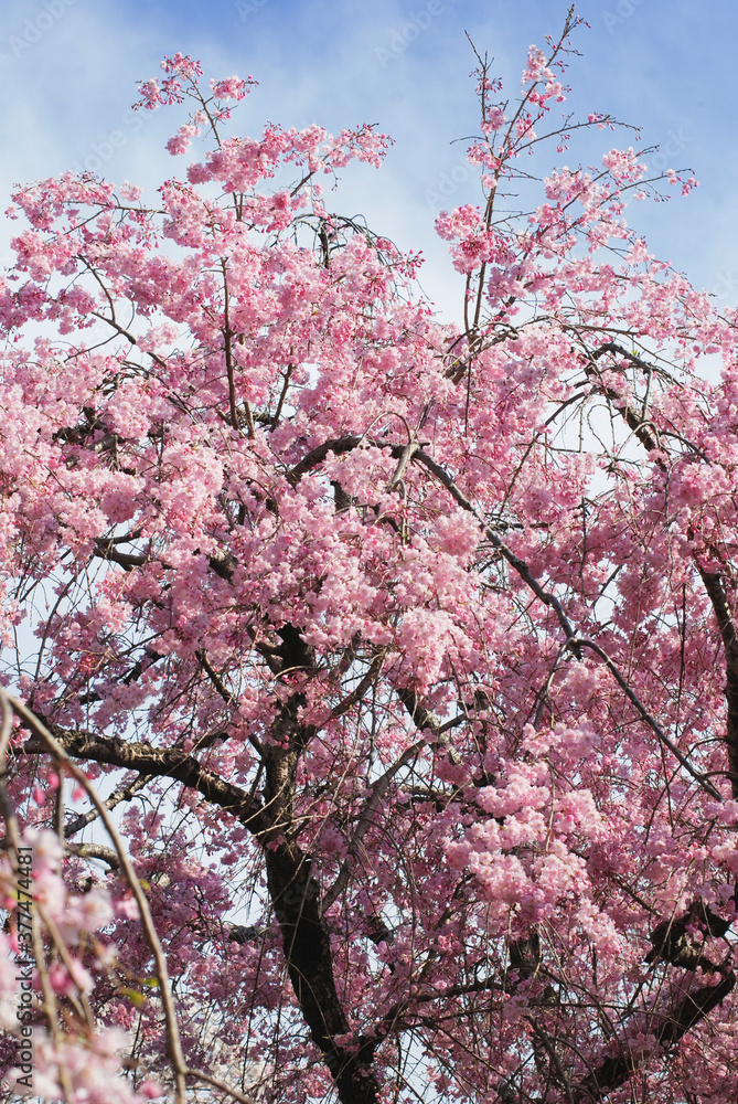 ピンクの桜　sakura 