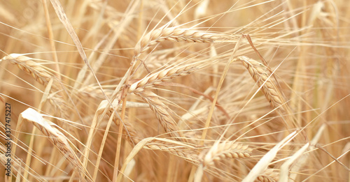 Field of ripe wheat. Autumn harvest concert. Natural background and texture. Banner.