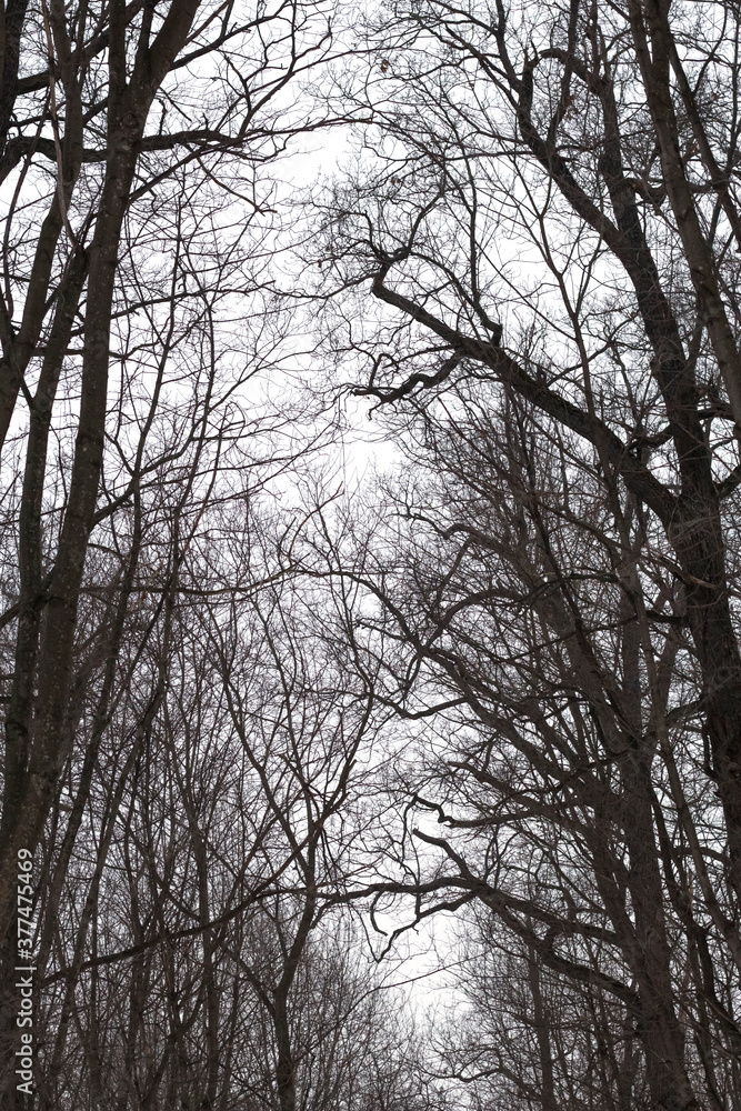 bare branches of winter trees in the forest against the sky bare branches of winter trees in the forest against the sky