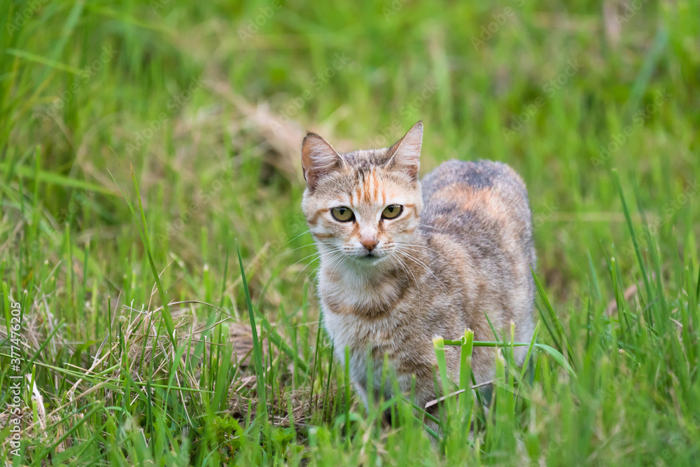 wild feral young cat in grass looking toward camera wild feral young cat in grass looking toward camera
