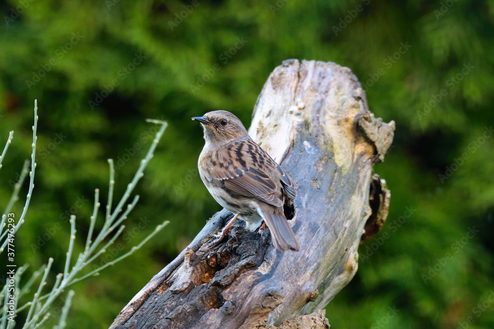 Fototapeta premium Heckenbraunelle (Prunella modularis) 