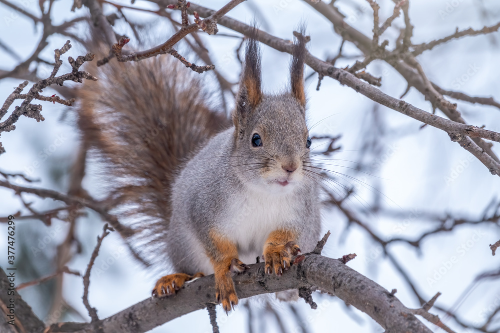 The squirrel sits on a branches without leaves in the winter or autumn The squirrel sits on a branches without leaves in the winter or autumn