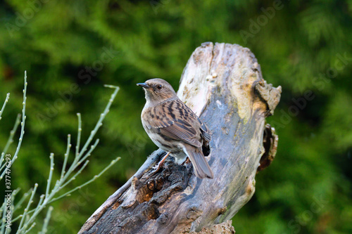 Heckenbraunelle (Prunella modularis)	 photo