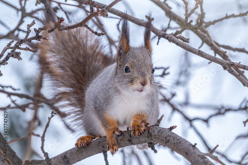 The squirrel sits on a branches without leaves in the winter or autumn