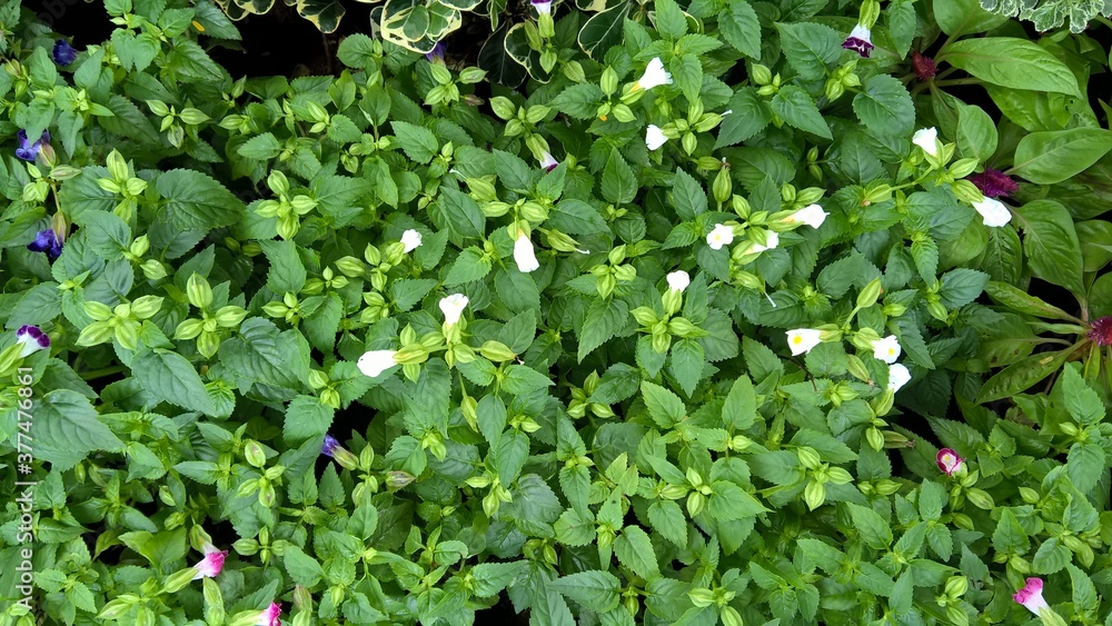 scenic view of green leaves and plants scenic view of green leaves and plants