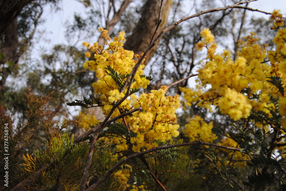 Wattle native Australian flower blooming in winter in the Blue mountains national park, Australia Wattle native Australian flower blooming in winter in the Blue mountains national park, Australia