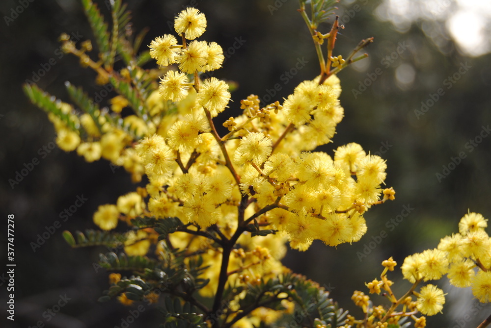 Wattle native Australian flower blooming in winter in the Blue mountains national park, Australia