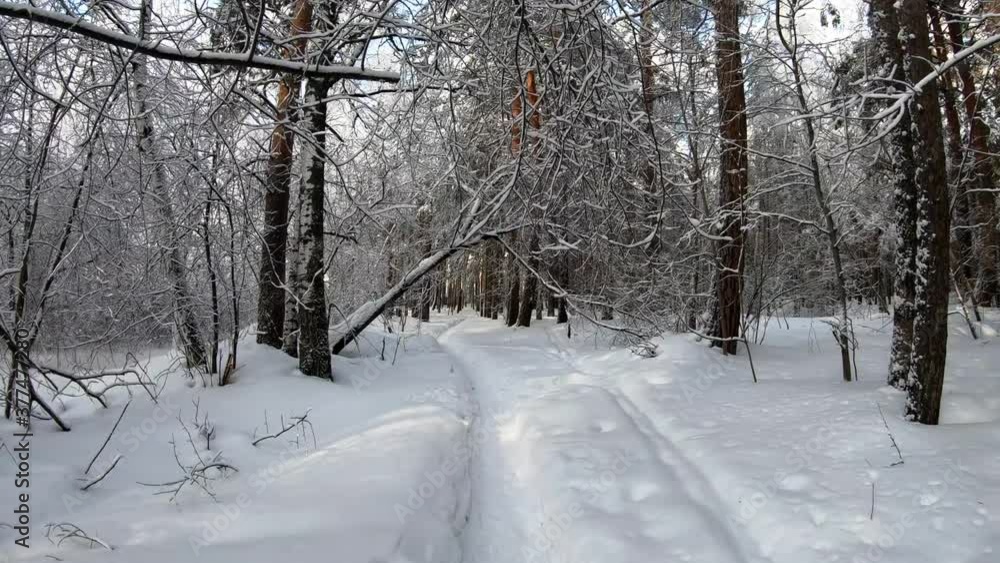 Slow motion video of walking through Siberian winter forest under the snow. Slow motion video of walking through Siberian winter forest under the snow.