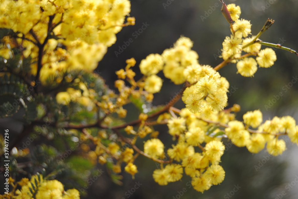 Wattle native Australian flower blooming in winter in the Blue mountains national park, Australia Wattle native Australian flower blooming in winter in the Blue mountains national park, Australia