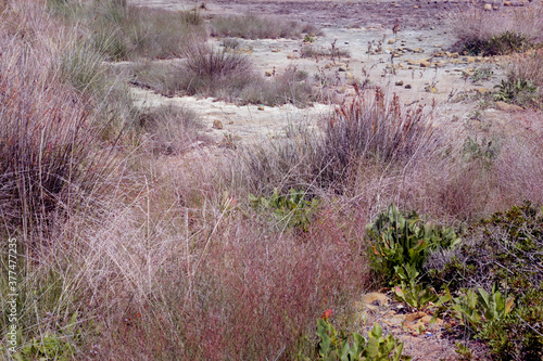 Dry lake or swamp view, poor plants, soil, stones, spoiled flora, environment concept photo