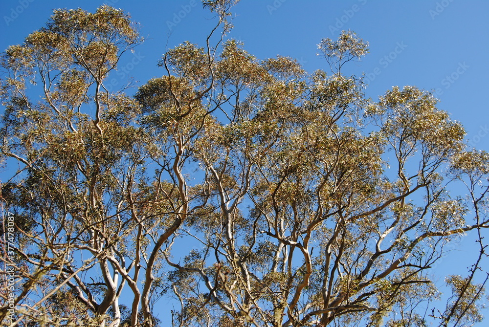 Fototapeta premium Treetops in the sunlight with the clean sky background 