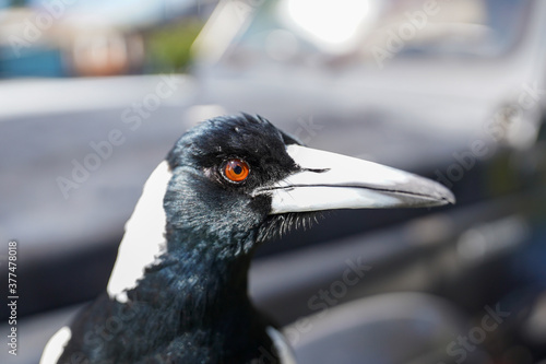 Friendly Australian Magpie Looking for Food