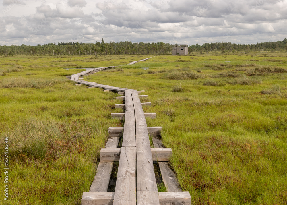 a pedestrian wooden footbridge over swamp wetlands with small pines. bog plants and ponds, a typical West-Estonian bog. Nigula Nature Reserve