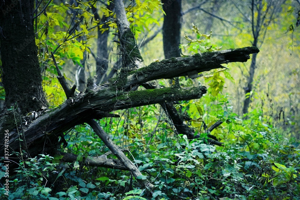 Fototapeta premium Old tree in the forest.
