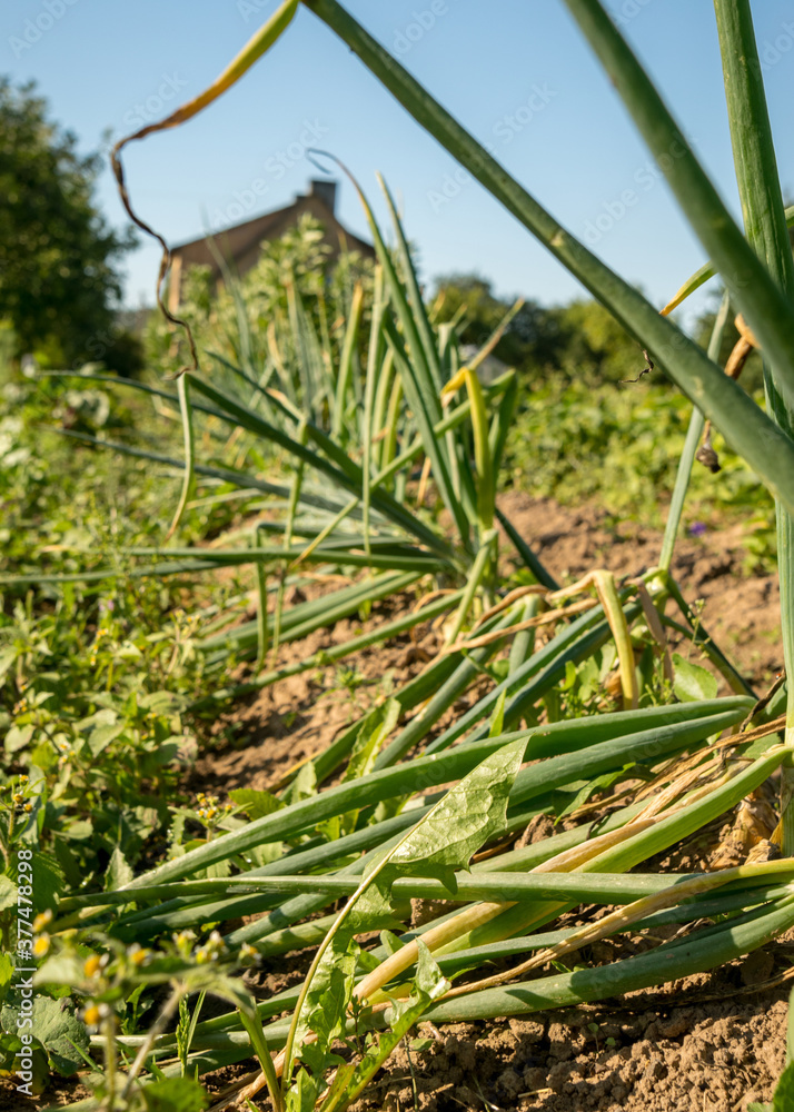 Obraz premium harvest time, picture with onions in the garden, summer