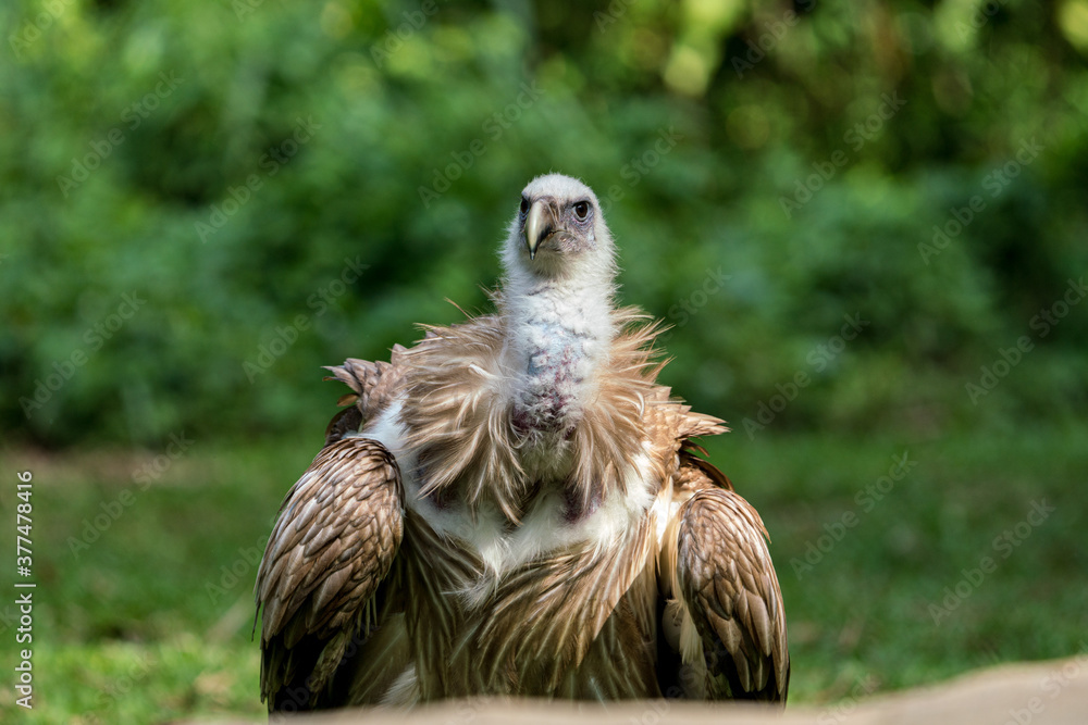 Close up image of Himalayan griffon vulture. Close up image of Himalayan griffon vulture.