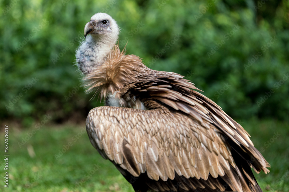 Close up image of Himalayan griffon vulture. Close up image of Himalayan griffon vulture.