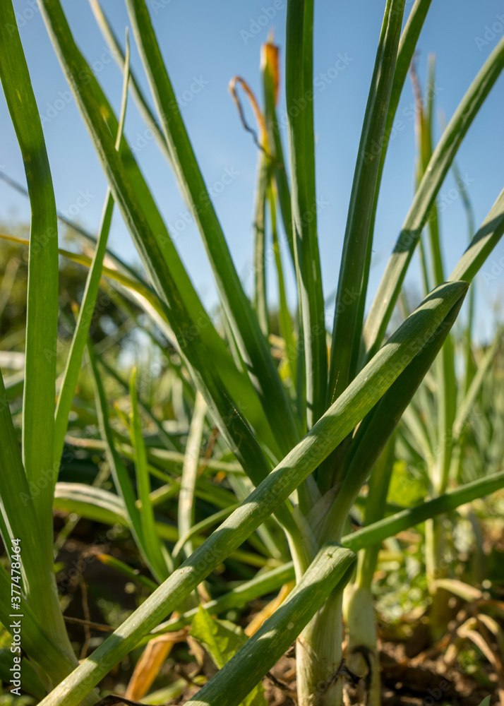 harvest time, picture with onions in the garden, summer harvest time, picture with onions in the garden, summer