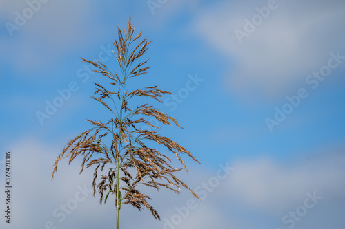 yorkshire fog grass ( Holcus Lanatus) long meadow grass against a blue cloudy sky , habitiat for wildlife