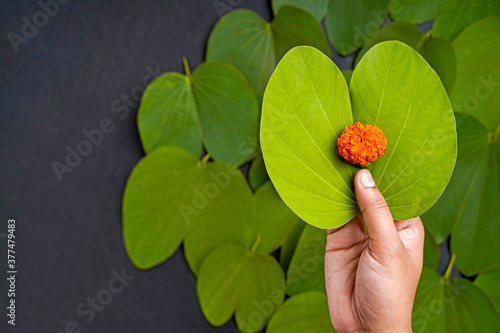 Indian festival Dussehra, green apta leaf in hand photo