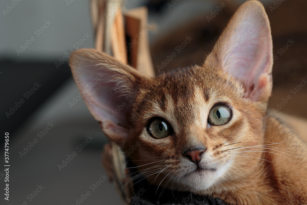 Abyssinian Kitten relaxing in her basket Abyssinian Kitten relaxing in her basket