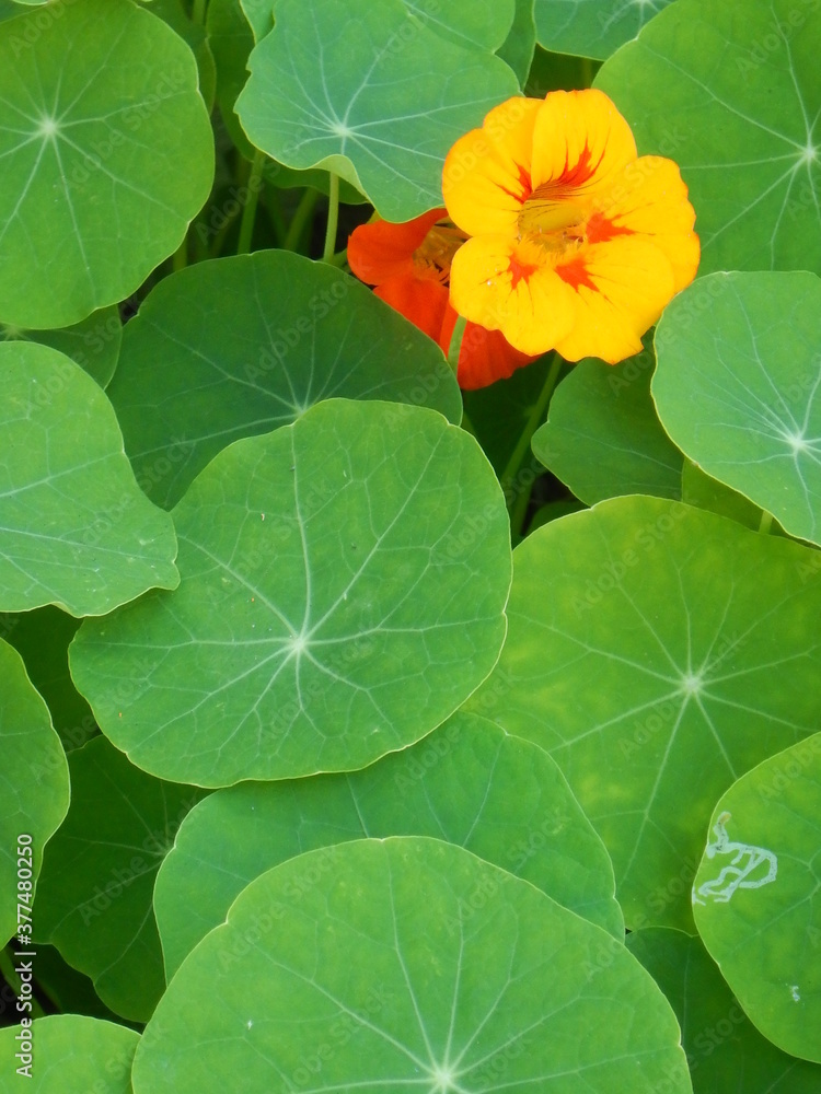Sing nasturtium surrounded by green leaves Sing nasturtium surrounded by green leaves