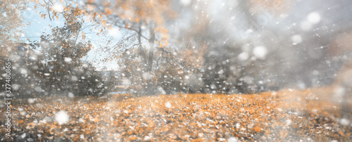 Background autumn park in the first snow