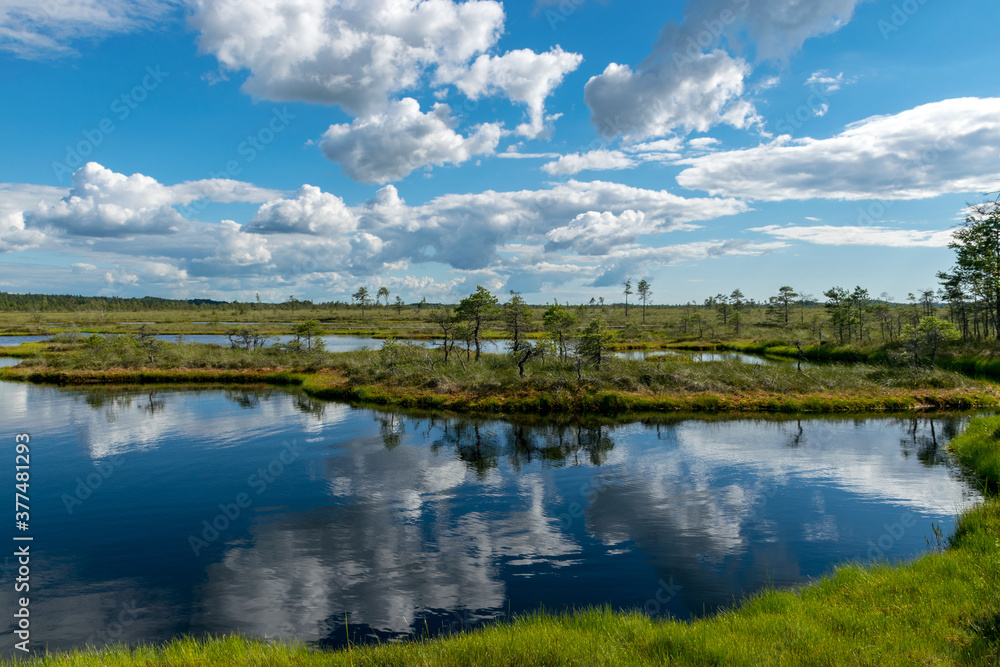 summer landscape from the swamp, white cumulus clouds reflect in the dark swamp water. Bright green bog grass and small bog pines on the shore of the lake. Nigula bog, Estonia.