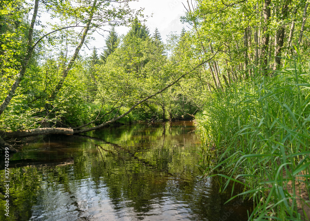 landscape with forest river reflection view, green forest river view landscape with forest river reflection view, green forest river view