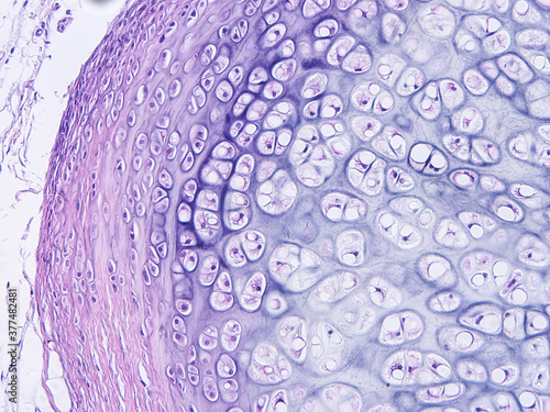 Histology of human tissue, show  epithelial tissue and connective tissue with microscope view  from the laboratory (not Illustration Designation)