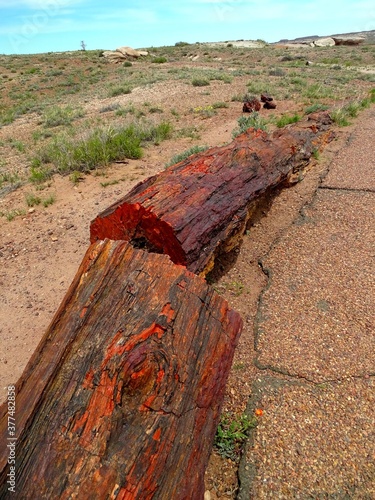 North America, United States, Arizona, Petrified Forest National Park, Giant Logs