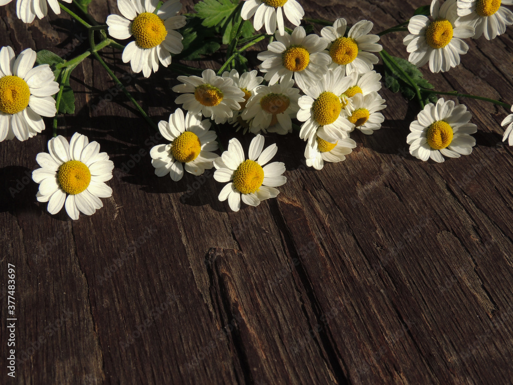 Obraz premium background of old wood at the sides, and white daisies.