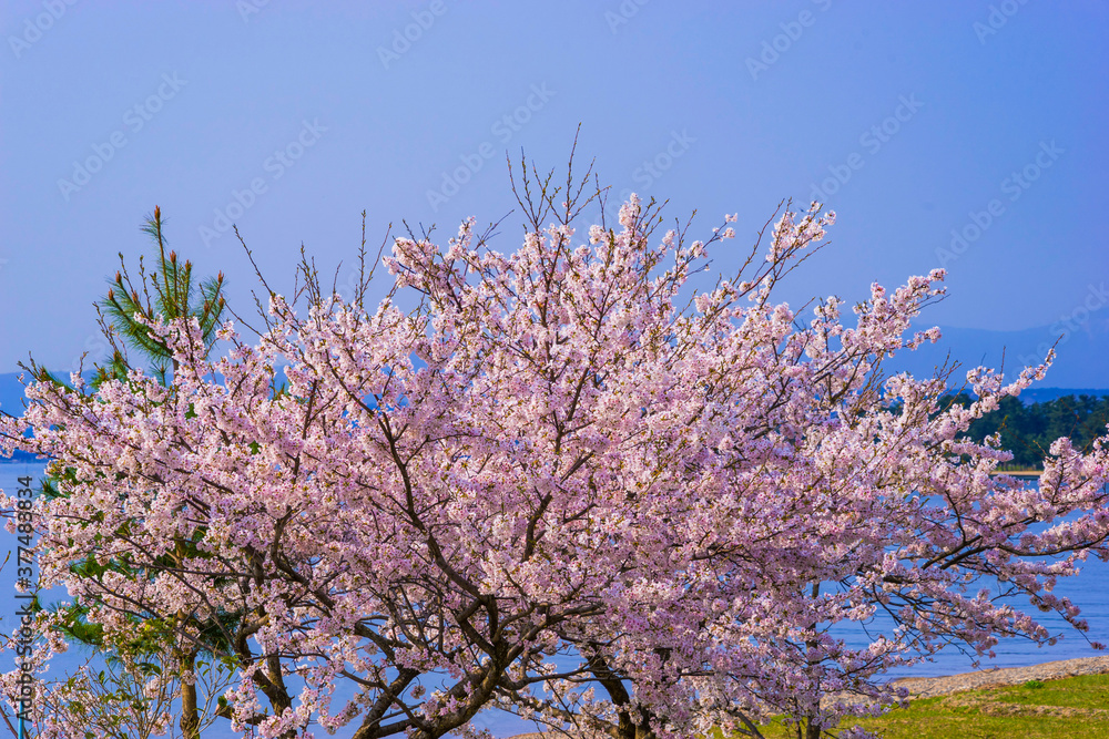琵琶湖・海津大崎の桜