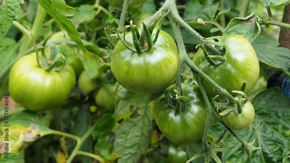 Green tomatoes on a branch grow in a greenhouse Green tomatoes on a branch grow in a greenhouse