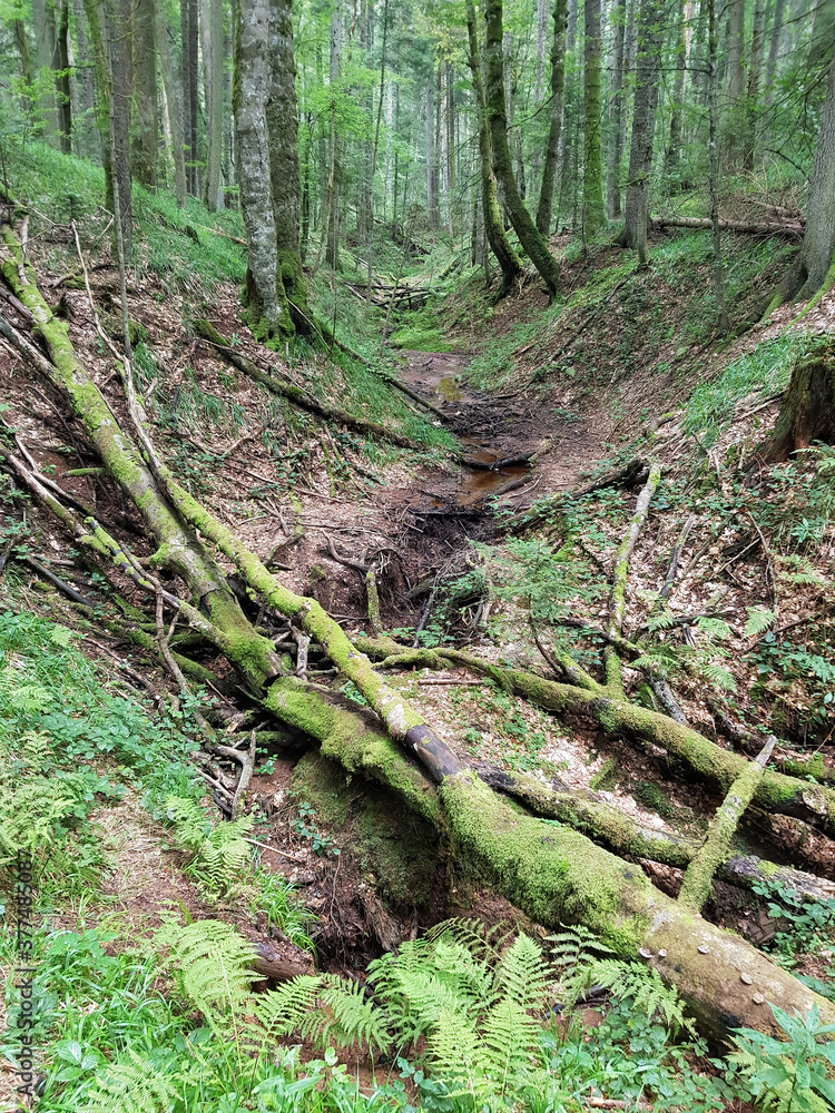 Forest landscape with tall trees and trees lying on the ground along the stream Forest landscape with tall trees and trees lying on the ground along the stream