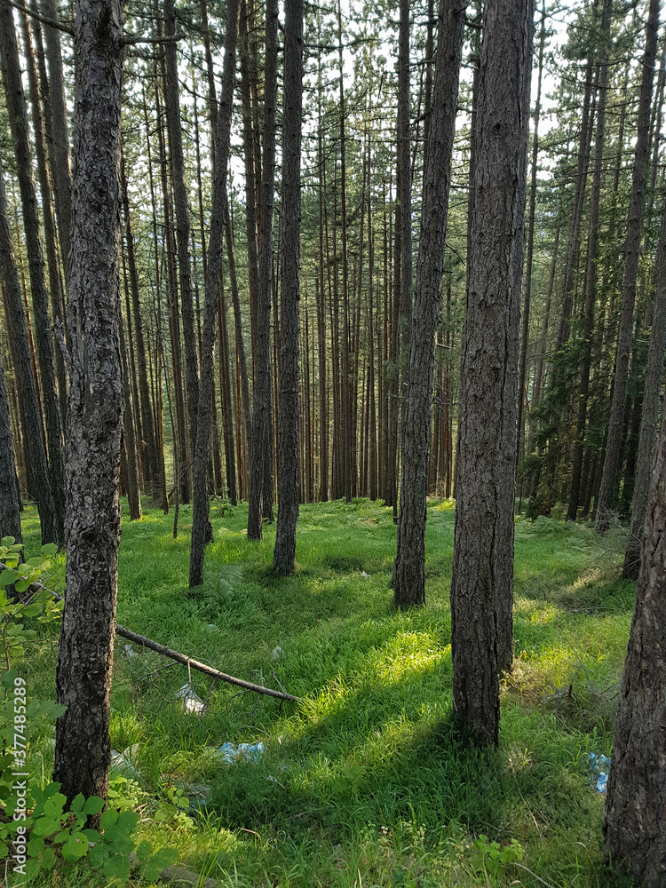 Fototapeta premium Tall bare coniferous trees sprout from the thick low grass