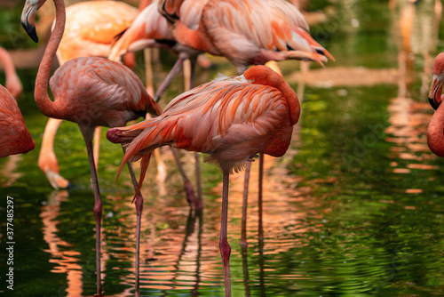 A group of Caribbean flamingos   American Flamingos wading through shallow water.