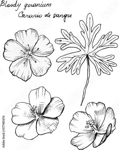 Hand-drawn botanical illustration of bloody geranium flower. Each element is isolated. Very easy to edit for any of your projects. Vector illustration