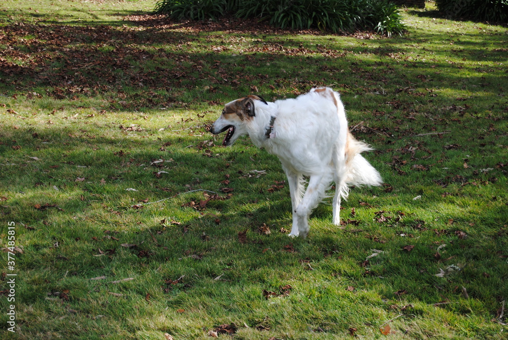 The Russian borzoi dogs in the park in the Blue Mountains, Australia The Russian borzoi dogs in the park in the Blue Mountains, Australia