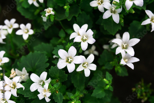 White, small flowers on a background of green leaves. Beautiful natural background. Soft focus.