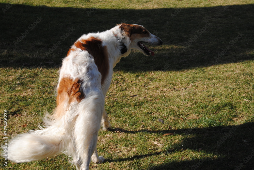The Russian borzoi dogs in the park in the Blue Mountains, Australia The Russian borzoi dogs in the park in the Blue Mountains, Australia