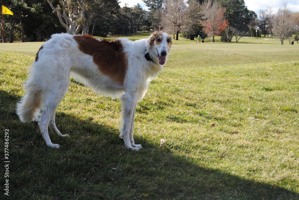 The Russian borzoi dogs in the park in the Blue Mountains, Australia The Russian borzoi dogs in the park in the Blue Mountains, Australia