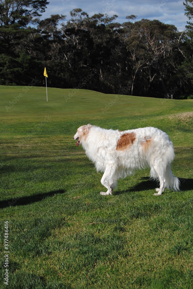 The Russian borzoi dogs in the park in the Blue Mountains, Australia The Russian borzoi dogs in the park in the Blue Mountains, Australia