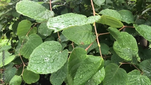 Wallpaper Mural 雨露の葉っぱ Torontodigital.ca