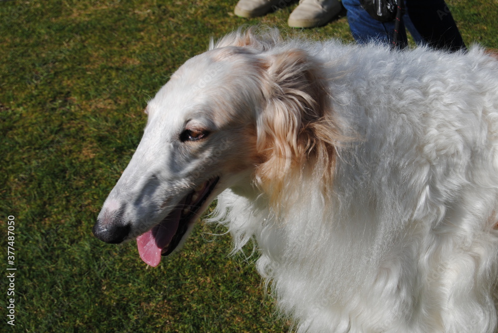 The Russian borzoi dogs in the park in the Blue Mountains, Australia The Russian borzoi dogs in the park in the Blue Mountains, Australia