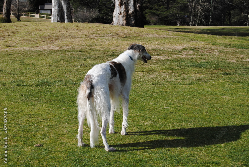 The Russian borzoi dogs in the park in the Blue Mountains, Australia The Russian borzoi dogs in the park in the Blue Mountains, Australia