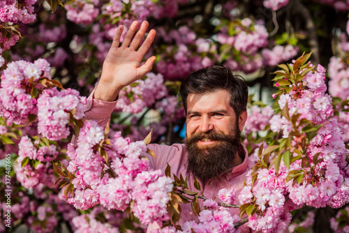 Hello sunny spring. Garden with blossoming large cherry trees. Bearded man with fresh haircut posing with bloom of cherry. brutal mature hipster in cherry bloom. bearded man enjoy sakura blossom
