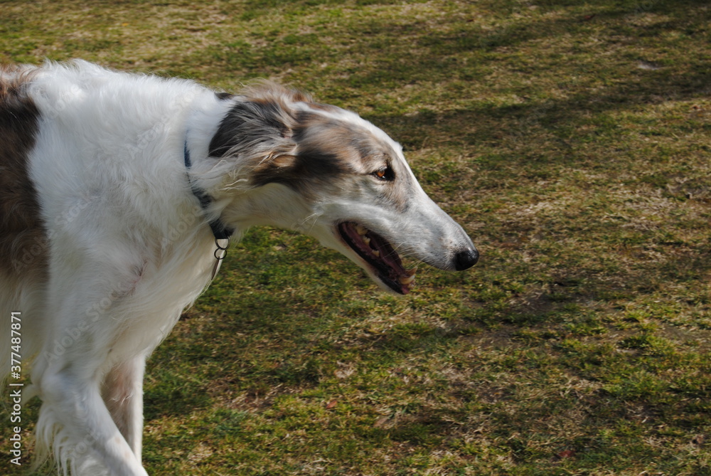 The Russian borzoi dogs in the park in the Blue Mountains, Australia The Russian borzoi dogs in the park in the Blue Mountains, Australia