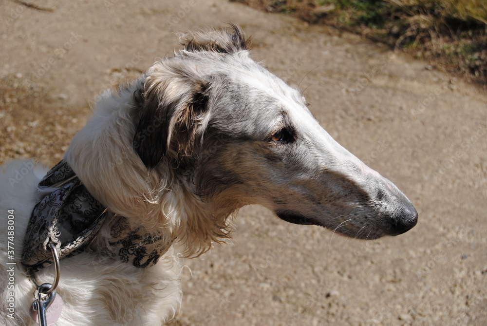 The Russian borzoi dogs in the park in the Blue Mountains, Australia The Russian borzoi dogs in the park in the Blue Mountains, Australia